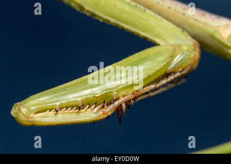 Foto macro della mantide religiosa zampe anteriori Foto Stock