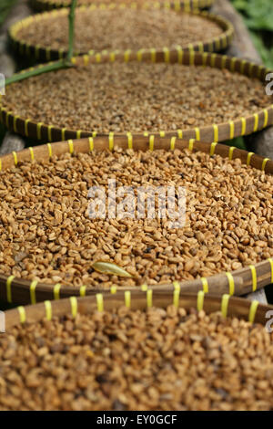 Foto verticale che mostra quattro ceste piene con il caffè non torrefatto fagioli con il secondo cestello nel fuoco e gli altri sfocata. Foto Stock