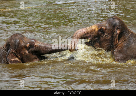 Due brown baby elefanti giocando con le loro linee in una piscina in un giardino zoologico in Bali, Indonesia Foto Stock