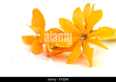 Giallo fiore gardenia, Gardenia carinata Wallich Foto Stock