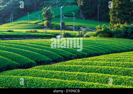 Green le piantagioni di tè, chabatake, a Shizuoka, Giappone Foto Stock