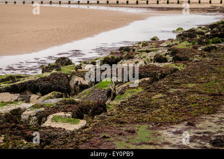 Le alghe coperto le rocce in spiaggia Foto Stock