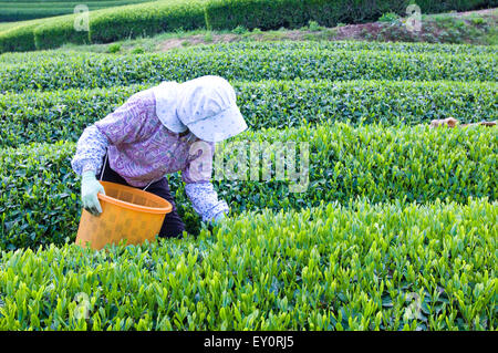 Green le piantagioni di tè, chabatake, a Shizuoka, Giappone Foto Stock
