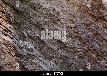 Antico Petroglyph risalente al 10,000 AC raffigurante bestiame al Parco Nazionale di Gobustan situato ad ovest dell'insediamento di Gobustan sul Mar Caspio Azerbaigian Foto Stock