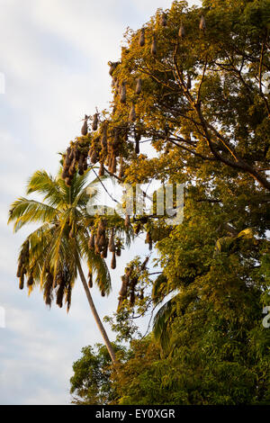 Appendere i nidi di Montezuma oropendola bird su un albero in corrispondenza di isolotti di Granada, Nicaragua Foto Stock