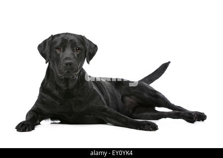 Il Labrador nero davanti a uno sfondo bianco Foto Stock