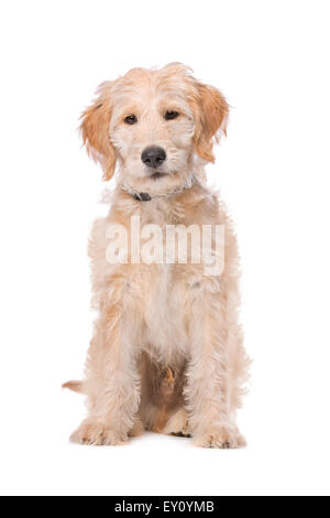 Il beige Labradoodle cane davanti a uno sfondo bianco Foto Stock