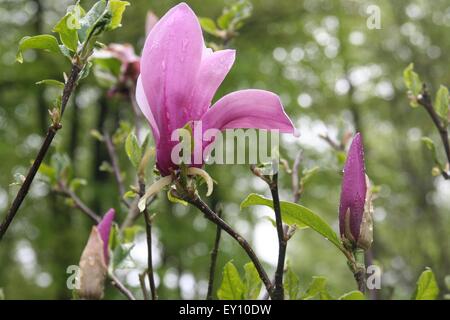 Pink tulip flower, Germania. Foto Stock