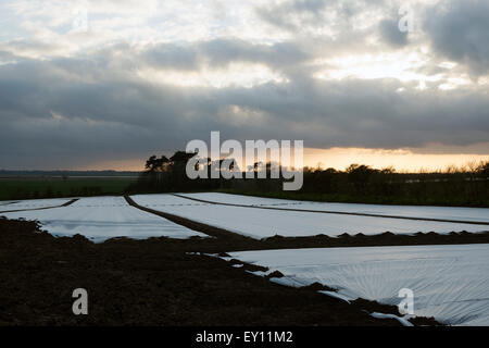 Il vello a copertura di un raccolto di patate, Bawdsey, Suffolk, Regno Unito. Foto Stock