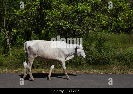 Bianco addomesticato vacca in strada suburbana a Sumatra, Indonesia. Foto Stock