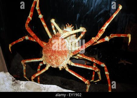 Giapponese gigante Granseola Macrocheira kaempferi in Atlantis Aquarium Long Island New York Foto Stock