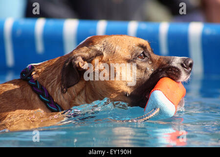Boxer Dog Training Mix in acqua il recupero di ciuccio Nuoto e Immersioni subacquee Foto Stock