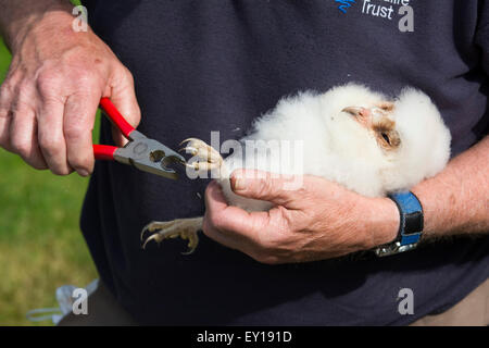 Un uomo pone una gamba anello su un Barbagianni (Tyto alba) pulcino per raccogliere i dati e facilitare il monitoraggio futuro. Foto Stock