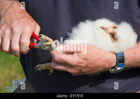 Un uomo pone una gamba anello su un Barbagianni (Tyto alba) pulcino per raccogliere i dati e facilitare il monitoraggio futuro. Foto Stock