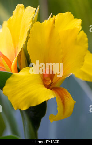 Canna "Heinrich Siedel' Fiore. Foto Stock