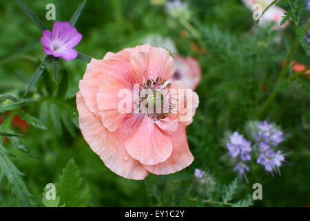 Delicato color rosa pallido papavero di campo con gocce di pioggia di petali in un prato con mais increspature e phacelia fiorisce al di là Foto Stock