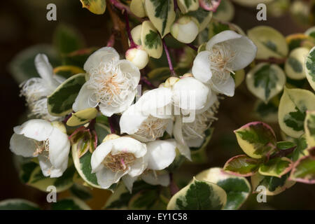 Luglio bianco fiori e fogliame variegato dell'arbusto sempreverde, Luma apiculata 'Glanleam Oro' Foto Stock