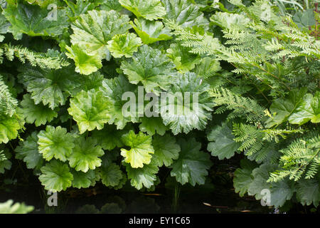 Foglie massicce e arrotondate del perenne amante l'umidità, Darmera peltata Foto Stock