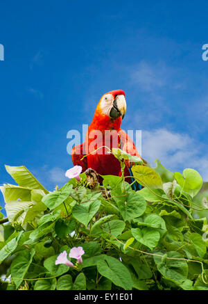 Green-Winged Macaw seduto su una boccola Foto Stock