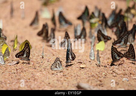 Gruppo di farfalla sul terreno (Comune di Jay, Graphium antiphates itamputi (Butler), piccola erba gialla, Striped Albatross) Foto Stock