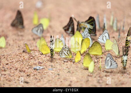 Gruppo di farfalla sulla massa (Graphium antiphates itamputi (Butler), piccola erba gialla, Striped Albatross) Foto Stock