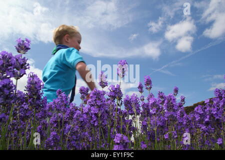 Un ragazzo corre attraverso un labirinto di lavanda a Sheffeld Manor Lodge, Yorkshire England Regno Unito Foto Stock