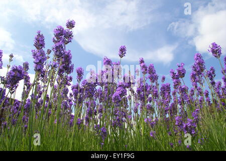 Inglese lavanda cresce in un confine in un labirinto a Sheffeld Manor Lodge, Yorkshire England Regno Unito Foto Stock