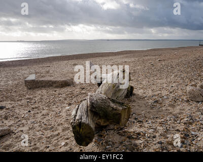 Driftwood lavato fino su una spiaggia Foto Stock