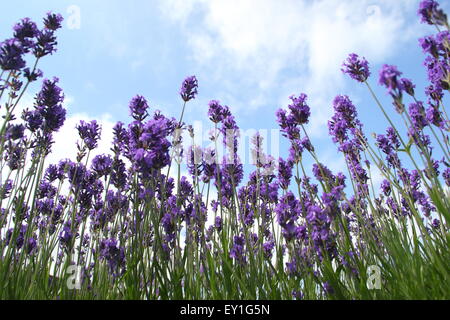 Inglese lavanda cresce in un confine in un labirinto a Sheffeld Manor Lodge, Yorkshire England Regno Unito Foto Stock