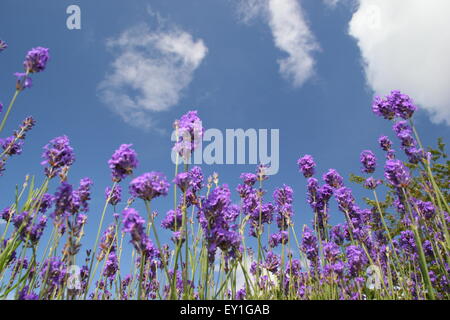 Inglese (lavanda lavendula angustifolia) cresce in una frontiera in un giardino vicino al centro della città di Sheffield, in Inghilterra, Regno Unito Foto Stock