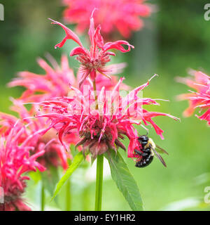 Il polline coperto falegname orientale bee Xylocopa virginica feed su bee balm Monarda didyma aka bergamotto horsemint Oswego tea Foto Stock