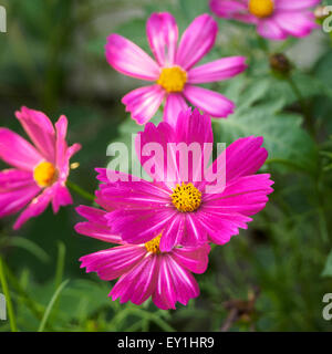 Di un bel colore rosa cosmo fiorisce in un Ohio giardino estivo. Cosmos fiori appartengono alla famiglia Asteraceae. Macro close up. Foto Stock