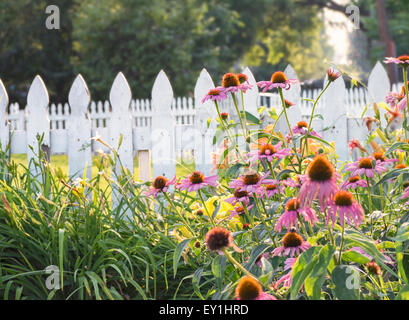 Coneflowers (Echinacea) bloom su un giorno di estate in un giardino con un recinto di picchetti bianchi. È utilizzato nella guarigione olistici rimedi. Foto Stock