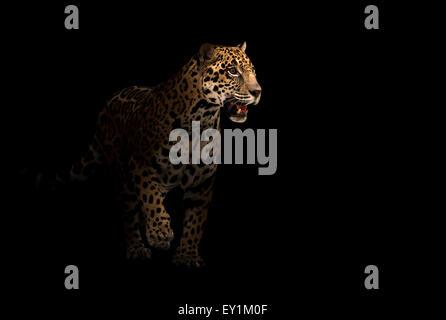 Jaguar ( Panthera onca ) NELLA NOTTE BUIA Foto Stock