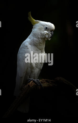 Giallo zolfo minore-crested cockatoo nel buio Foto Stock