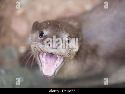 Rivestimento liscio otter ( Lutrogale perspicillata ) Foto Stock