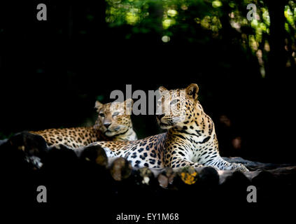 Jajuar ( Panthera onca ) appoggiata sul legname Foto Stock