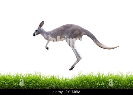 Canguro grigio vai su erba verde isolato su sfondo bianco Foto Stock