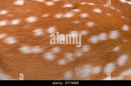 Testurizzato di cervi sika pelliccia può utilizzare per lo sfondo Foto Stock