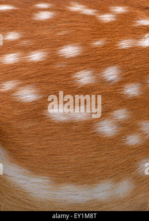 Testurizzato di nyala pelliccia può utilizzare per lo sfondo Foto Stock