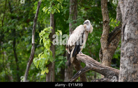 Avvoltoio appollaiate sul ramo di albero Foto Stock