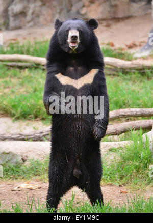 Nero asiatico orso o moon bear (Ursus thibetanus) Foto Stock