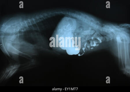 X ray foto di animale selvatico scheletro Foto Stock