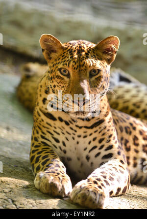 Leopard giacciono sulla roccia Foto Stock