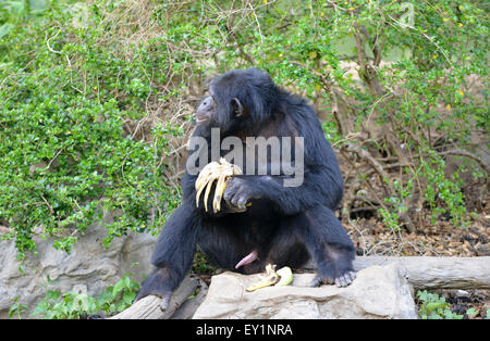 Uno scimpanzé di mangiare banane in zoo Foto Stock