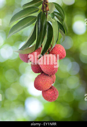 Litchi freschi su albero di litchi Orchard Foto Stock