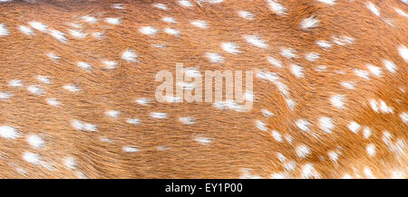 Testurizzato di asse pelliccia di cervo Foto Stock