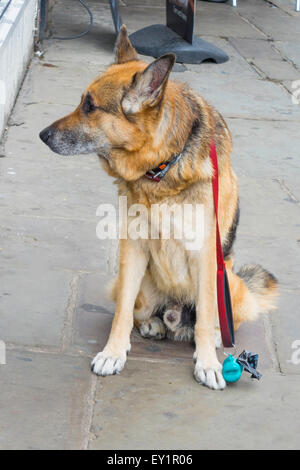 Un Alsation slegati o pastore tedesco cane obbediente in attesa al di fuori di un negozio per il suo proprietario per il suo proprietario a venire fuori. Foto Stock