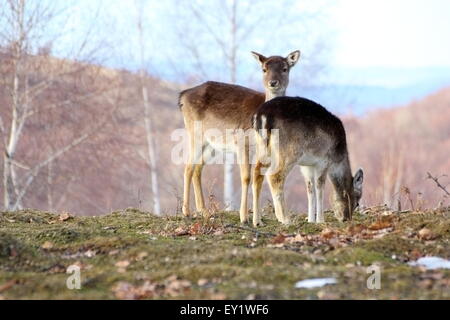 Daini doe ( dama dama ) e il pascolo di vitello in una tomba Foto Stock