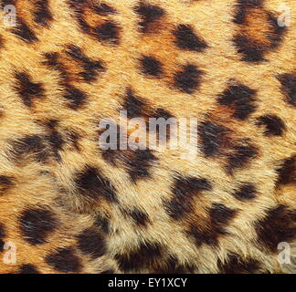 Texture colorate di leopard fur ( panthera pardus ) Foto Stock